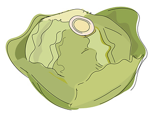 Image showing Image of cabbage, vector or color illustration.