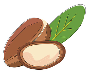 Image showing Image of argan beans, vector or color illustration.