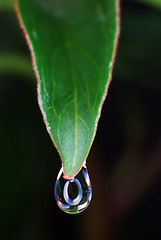 Image showing Water droplet on green leaf in macro