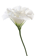 Image showing Isolated white flower