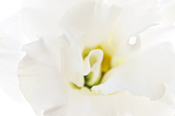 Image showing Isolated white flower