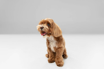 Image showing Studio shot of Maltipu dog isolated on white studio background