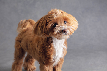 Image showing Studio shot of Maltipu dog isolated on grey studio background