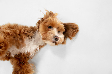 Image showing Studio shot of Maltipu dog isolated on white studio background