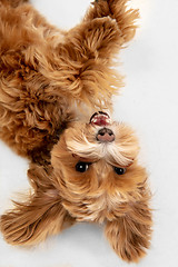 Image showing Studio shot of Maltipu dog isolated on white studio background