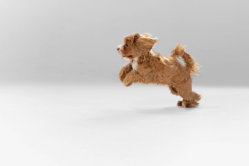 Image showing Studio shot of Maltipu dog isolated on white studio background