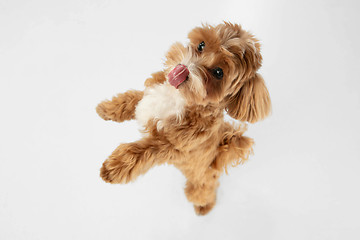 Image showing Studio shot of Maltipu dog isolated on white studio background