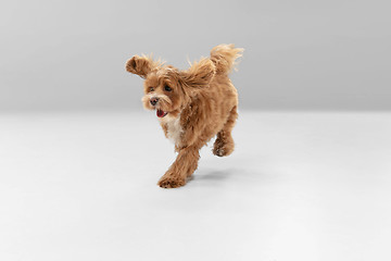 Image showing Studio shot of Maltipu dog isolated on white studio background