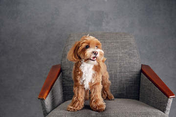 Image showing Studio shot of Maltipu dog isolated on grey studio background