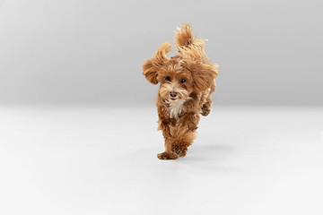 Image showing Studio shot of Maltipu dog isolated on white studio background