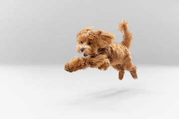 Image showing Studio shot of Maltipu dog isolated on white studio background