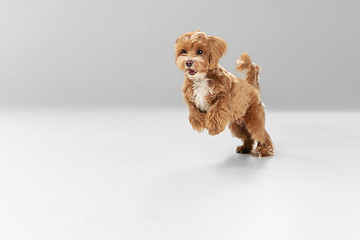 Image showing Studio shot of Maltipu dog isolated on white studio background