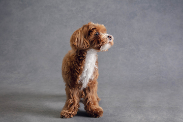 Image showing Studio shot of Maltipu dog isolated on grey studio background