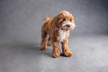 Image showing Studio shot of Maltipu dog isolated on grey studio background