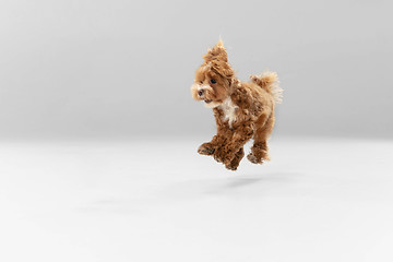 Image showing Studio shot of Maltipu dog isolated on white studio background