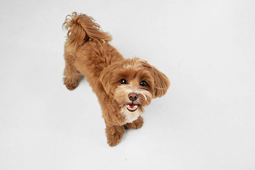 Image showing Studio shot of Maltipu dog isolated on white studio background