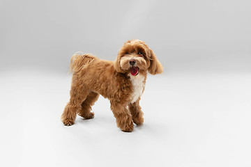 Image showing Studio shot of Maltipu dog isolated on white studio background