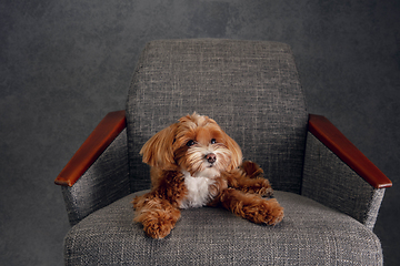 Image showing Studio shot of Maltipu dog isolated on grey studio background