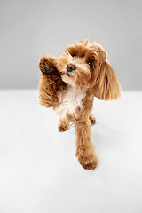 Image showing Studio shot of Maltipu dog isolated on white studio background