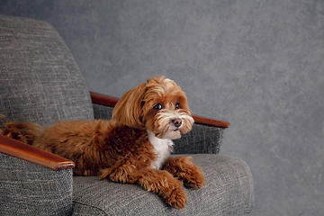 Image showing Studio shot of Maltipu dog isolated on grey studio background