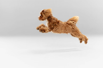 Image showing Studio shot of Maltipu dog isolated on white studio background