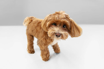 Image showing Studio shot of Maltipu dog isolated on white studio background