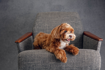 Image showing Studio shot of Maltipu dog isolated on grey studio background