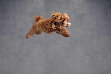 Image showing Studio shot of Maltipu dog isolated on grey studio background