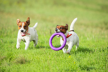 Image showing Sportive dog performing during the lure coursing in competition