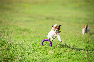 Image showing Sportive dog performing during the lure coursing in competition