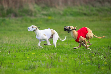 Image showing Sportive dog performing during the lure coursing in competition