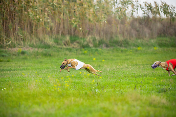 Image showing Sportive dog performing during the lure coursing in competition