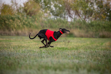 Image showing Sportive dog performing during the lure coursing in competition