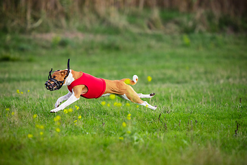 Image showing Sportive dog performing during the lure coursing in competition