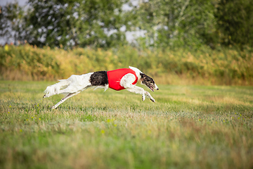 Image showing Sportive dog performing during the lure coursing in competition