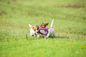 Image showing Sportive dog performing during the lure coursing in competition