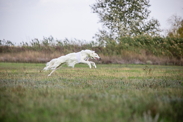 Image showing Sportive dog performing during the lure coursing in competition