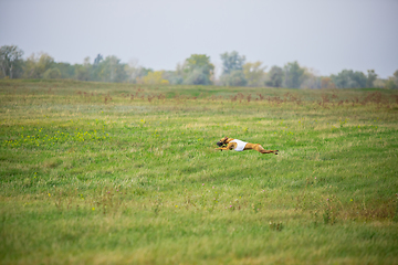 Image showing Sportive dog performing during the lure coursing in competition