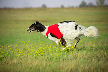 Image showing Sportive dog performing during the lure coursing in competition