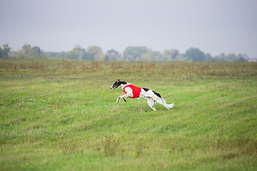 Image showing Sportive dog performing during the lure coursing in competition