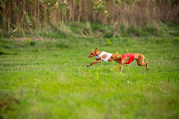 Image showing Sportive dog performing during the lure coursing in competition