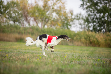 Image showing Sportive dog performing during the lure coursing in competition