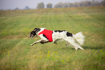 Image showing Sportive dog performing during the lure coursing in competition