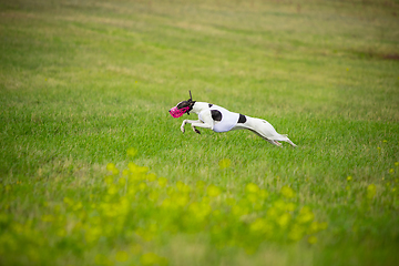 Image showing Sportive dog performing during the lure coursing in competition