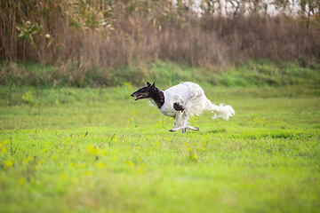 Image showing Sportive dog performing during the lure coursing in competition