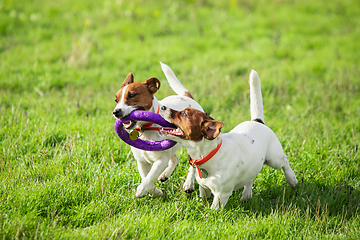 Image showing Sportive dog performing during the lure coursing in competition