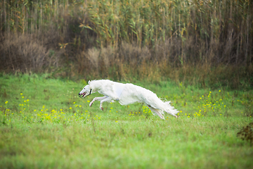 Image showing Sportive dog performing during the lure coursing in competition