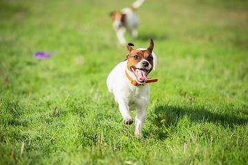 Image showing Sportive dog performing during the lure coursing in competition