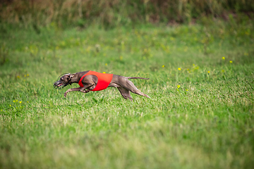 Image showing Sportive dog performing during the lure coursing in competition