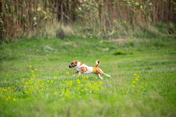 Image showing Sportive dog performing during the lure coursing in competition